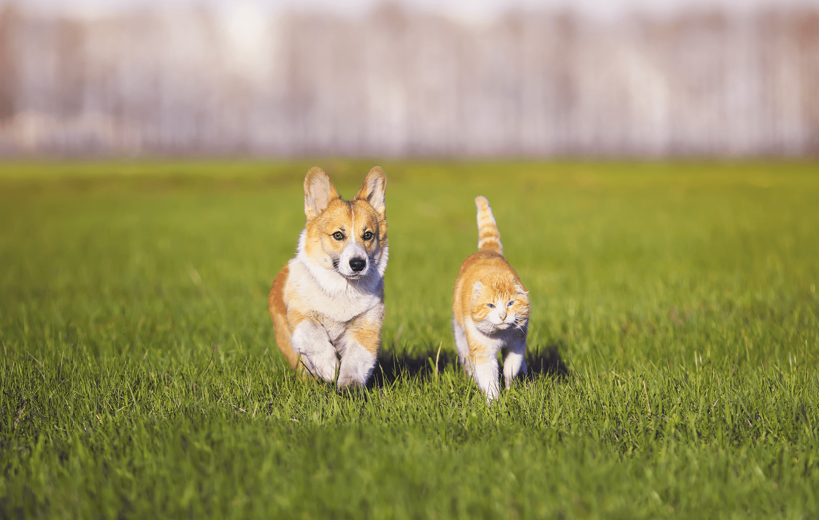 愛犬・愛猫との「ハピネス」な暮らしのために